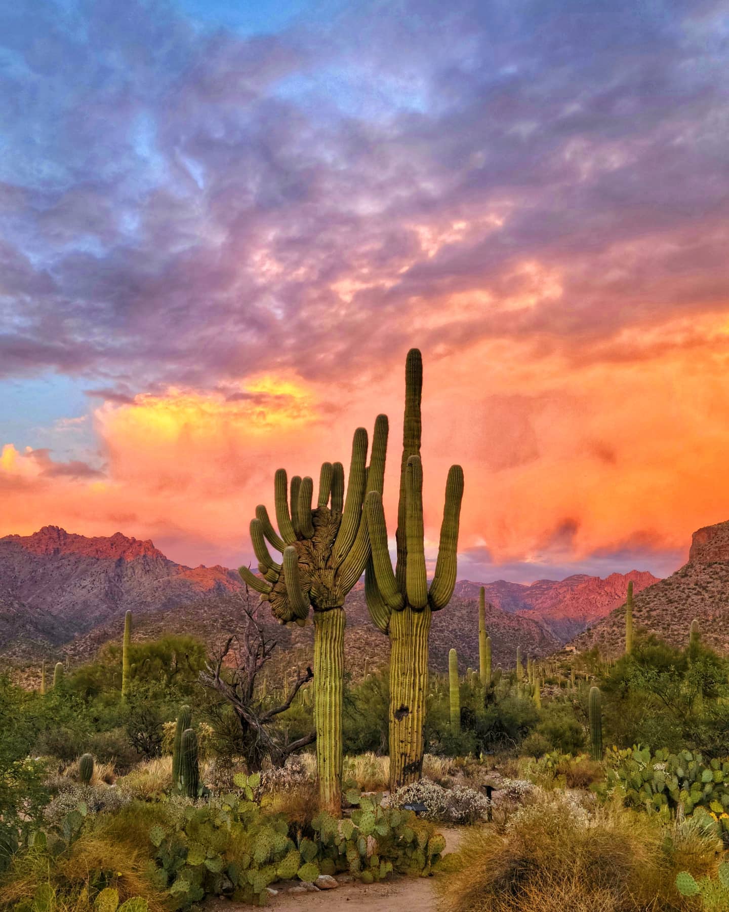 az state photo