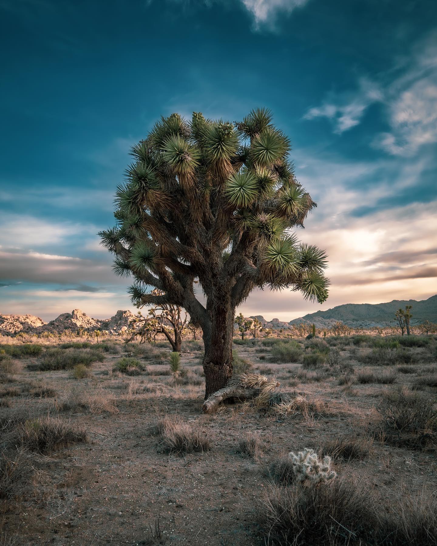 ca state photo
